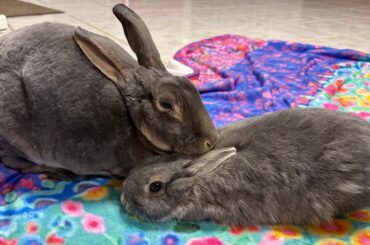 Cloud Loaves!! ☁️