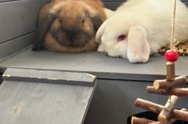 First few days with two bunnies