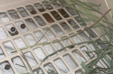 Is this a normal pee colour?