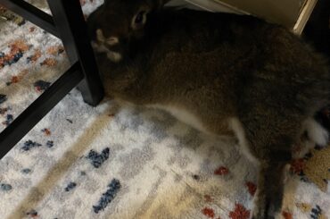 I guess this is Crusher’s newest haunt