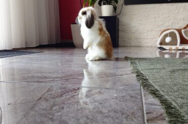 Bunny doesnt jump