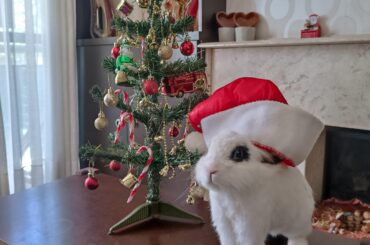 Fred wants to say merry xmas :3