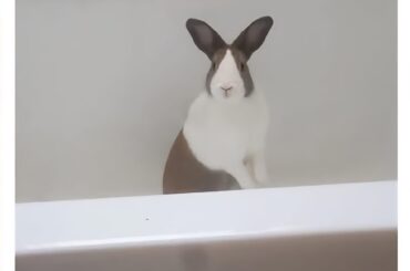 On today's episode of "my rabbit almost gave me a heart attack"...