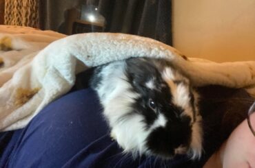 He won’t let me do my mosses 😭 it doesn’t help I put him under the heated blanket and he doesn’t wanna leave