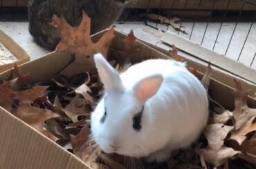 Bunny Enrichment Ideas