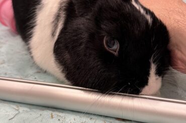 This is Oreo’s official, “Yes, you can pet me, but I don’t know how long I want it to go for…” face