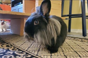 Today we let Ashe pass to the rainbow road.