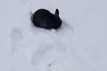 Void floof on a blank canvas of snow.
