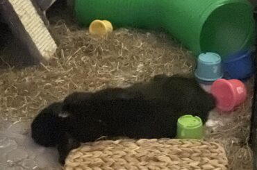 long day of throwing my toys around