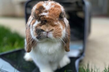 Ode to Oliver🥰 the trash collector bun. (TW: pet loss)