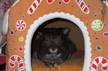 I live for this lovable grumpy ball of mischievous fluff🤎🐇