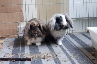 As the new year comes, I pause for those who won’t walk into it with us;
A tribute to my rabbits