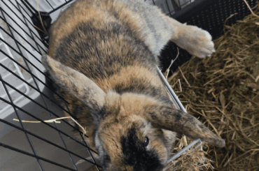 All available surfaces evaluated, worst one selected.