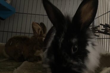 Does anyone else kiss their bunny every day?