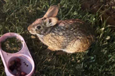 Non domesticated (Swamp rabbit) Cotton Tail.