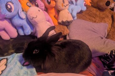 This subreddit is so cute 🥹 here's my bunny!