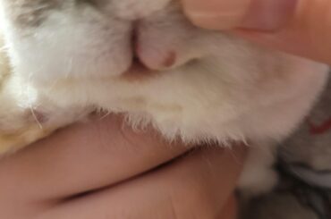 Should I go to the vet for this?