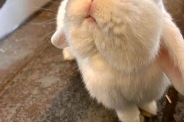 Hello from Mr Rosie! 💕🐇