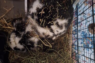 Why do they let themselves get absolutely cheered. Lol 0 fluffy given.