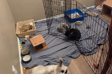 My buns