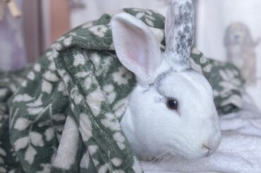 my bun has suddenly started thumping and i think it’s to get attention?