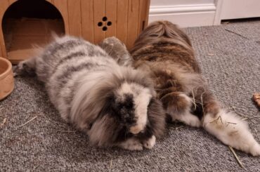 The Quiet That Followed