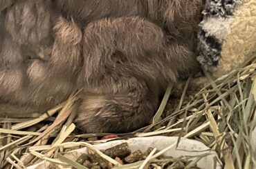 A very fluffy 5 made by my boys arm 😭