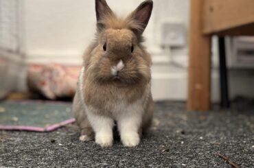 Bunny eating straw?!