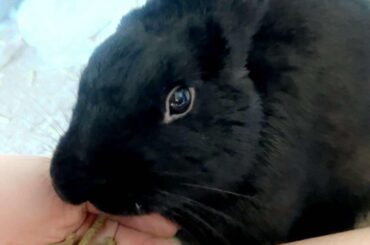 my baby just died