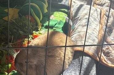 say hello to chai!