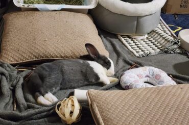 New bunnie owner here... is he comfy?