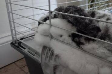 How the hell is she comfortable like this? 😭😭😭 Does anybody else's rabbit have the weirdest spots?
