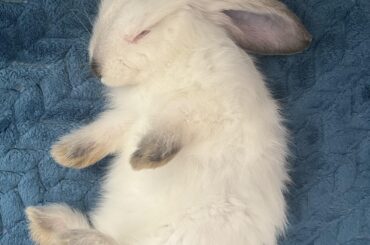 My cute lil bun likes to lie on his back after lunch