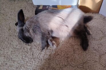 Recharging in the sun 🌞