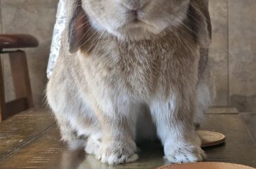 Free reign at the grandparents place, apparently. Naughty bunkus.