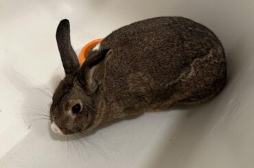 Please excuse my lack of knowledge