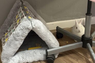 I bought my bunny a little house and his favorite place is between the legs of that chair 🙃