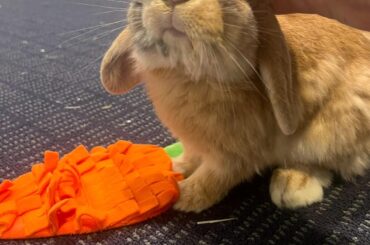 Binkies/zoomies in an apartment?