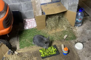 What else can I add to my bunnies set up to make it better?
