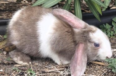 We found a Rabbit, Bunbun