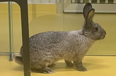 Help me name my bunny🥰