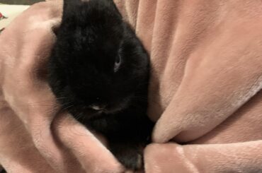 UPDATE: stray bunny caught!