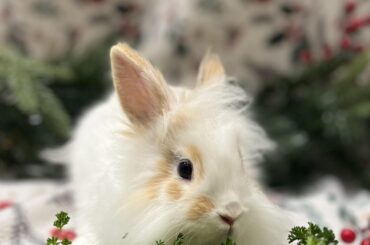 Need input for bunny-made paintings!