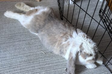 Toy/ Enrichment Recommendations