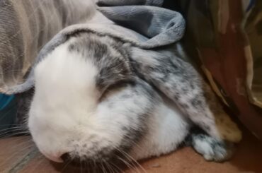 Sleepy bnnuy