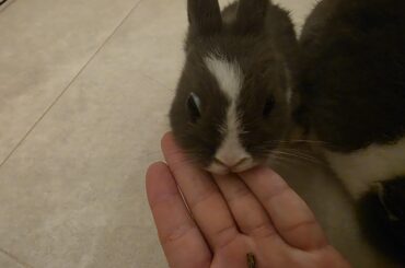 Does my bunny eyes looked fine?