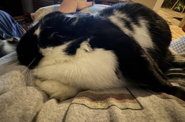 Is my bun happy or scared?