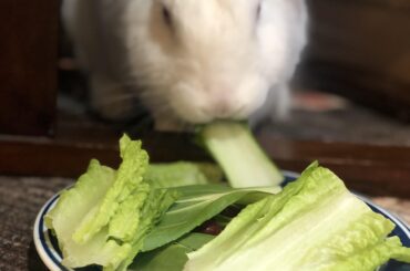 Happy ThanksGiving / Indigenous people’s day from Kristoff!