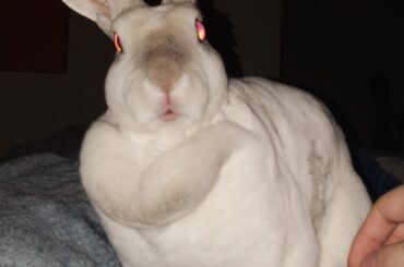 Bunbun in a strange desolate planet in search of bananas