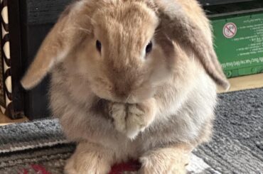 Mabel is planning world domination